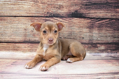 Rat Terrier-DOG-Female-Red White and Sable-6719-Petland Monroeville, PA