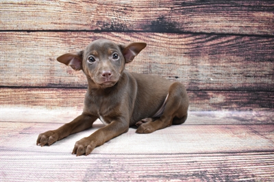 Rat Terrier-DOG-Male-Red White and Sable-6720-Petland Monroeville, PA
