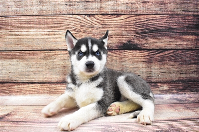 Siberian Husky-DOG-Male-Black and White-6721-Petland Monroeville, PA