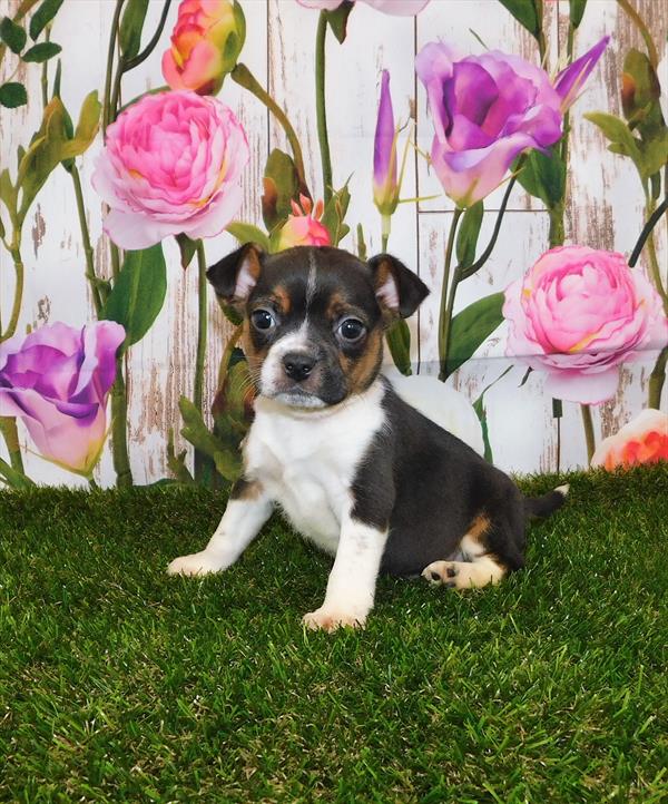 Boggle-DOG-Female-Black White / Tan-6722-Petland Monroeville, PA