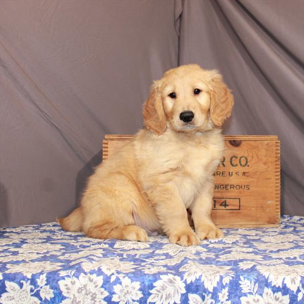 Golden Retriever-DOG-Male-Golden-6723-Petland Monroeville, PA