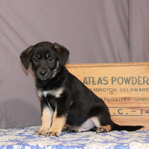 Heeler/Lab-Aussie-DOG-Male-Black / Tan-6724-Petland Monroeville, PA