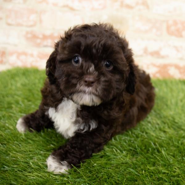 Teddy Bear-DOG-Male-Chocolate-6739-Petland Monroeville, PA