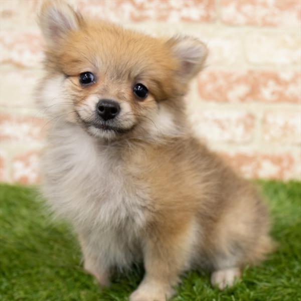 Pomeranian-DOG-Female-Orange Sable-6740-Petland Monroeville, PA