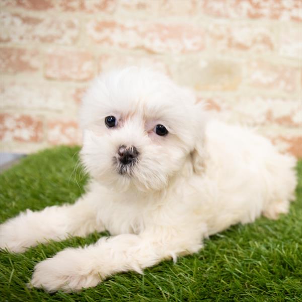 ShizaPoo-DOG-Female-Red-6741-Petland Monroeville, PA