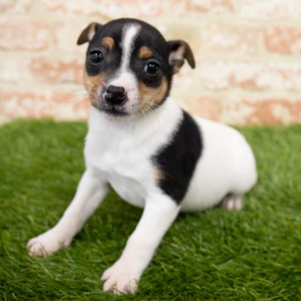 Jack Russell Terrier-DOG-Female-Black White / Tan-6742-Petland Monroeville, PA