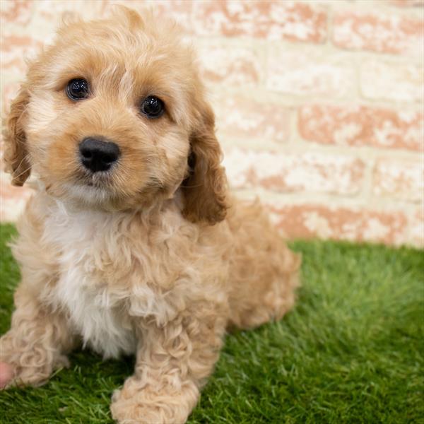 Cockapoo-DOG-Male-Apricot-6744-Petland Monroeville, PA