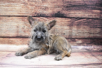 Cairn Terrier-DOG-Female-Cream Brindle-6763-Petland Monroeville, PA