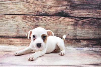 Jack Russell Terrier-DOG-Female-White and Red-6764-Petland Monroeville, PA