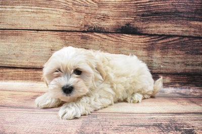 Teddy Bear-DOG-Male-Gold-6765-Petland Monroeville, PA