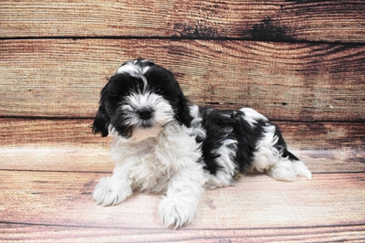 Teddy Bear-DOG-Female-Black and White-6766-Petland Monroeville, PA