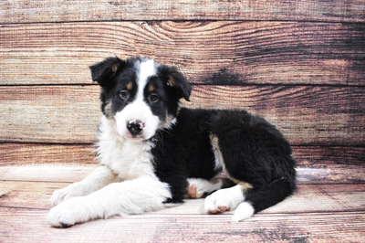 Border Collie-DOG-Male-Black Brown and White-6767-Petland Monroeville, PA