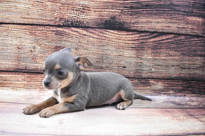 Chihuahua-DOG-Male-Blue and Tan-6769-Petland Monroeville, PA