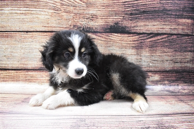 Miniature Australian Shepherd-DOG-Male-Black White and Brown-6770-Petland Monroeville, PA