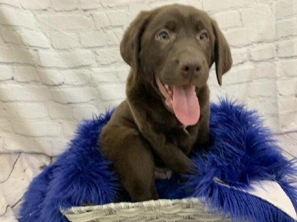 Labrador Retriever-DOG-Male-Chocolate-6776-Petland Monroeville, PA