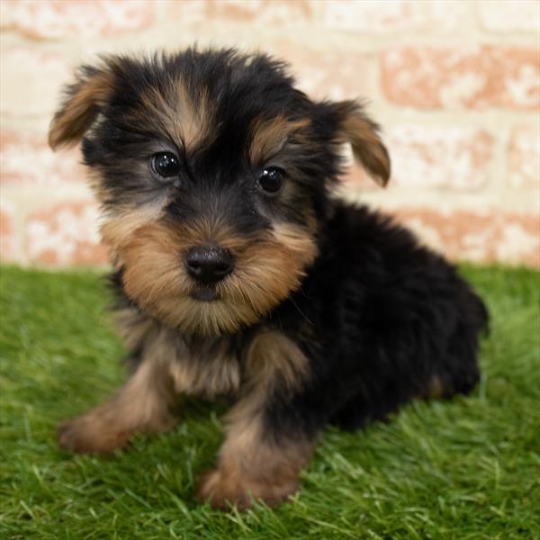Silky Terrier-DOG-Male-Black / Tan-6777-Petland Monroeville, PA