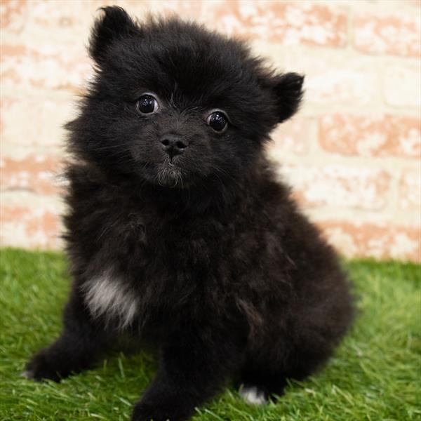 Pomeranian-DOG-Female-Black-6778-Petland Monroeville, PA