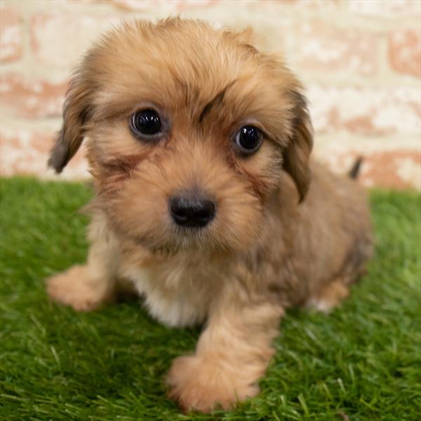 Dorkie-DOG-Male-Red-6779-Petland Monroeville, PA
