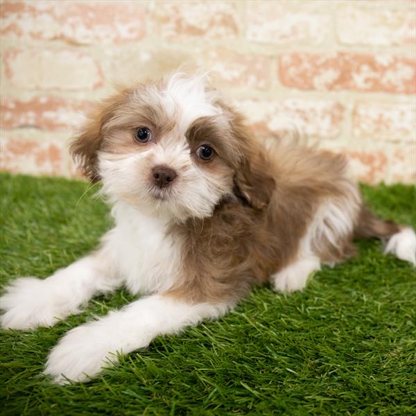 Shih Tzu-DOG-Male-Gold / White-6780-Petland Monroeville, PA