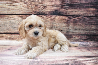 Cavachon-DOG-Male-Cream-6796-Petland Monroeville, PA
