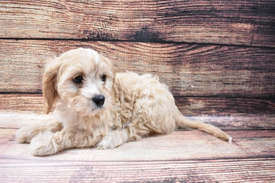 Cavachon-DOG-Female-Cream-6797-Petland Monroeville, PA