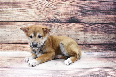 Shiba Inu-DOG-Female-Red Sesame-6798-Petland Monroeville, PA