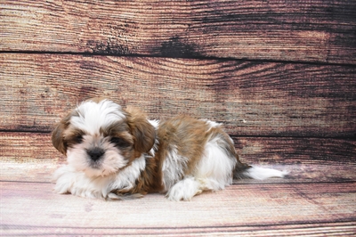 Shih Tzu-DOG-Male-Silver and White-6799-Petland Monroeville, PA