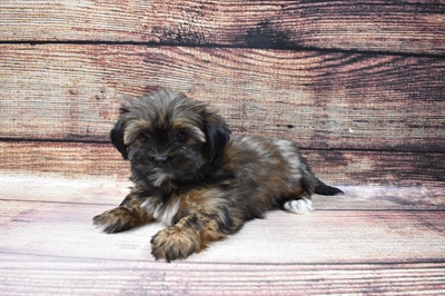 Shorkie-DOG-Female-Gold-6800-Petland Monroeville, PA