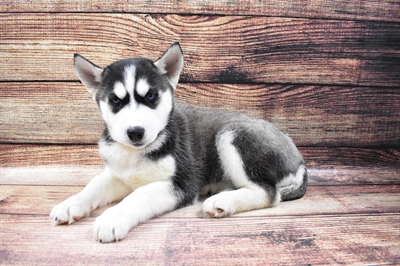 Siberian Husky-DOG-Female-Black Grey and White-6801-Petland Monroeville, PA