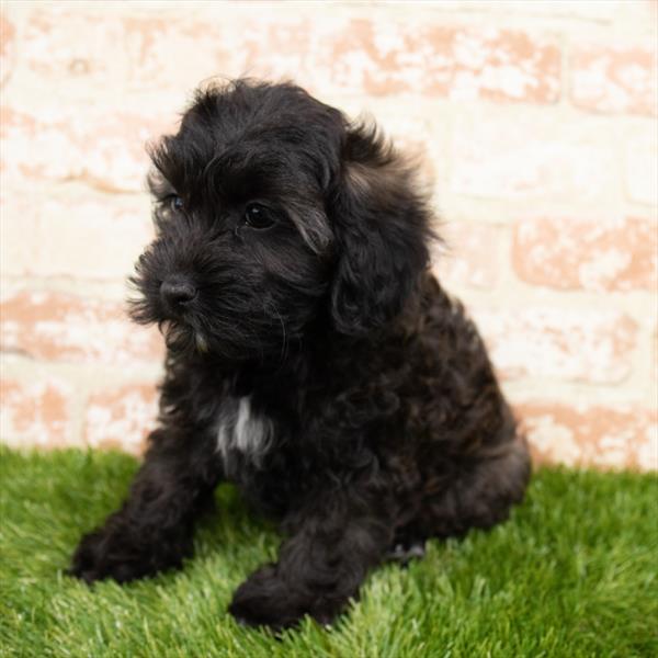 Cockapoo-DOG-Female-Black-6806-Petland Monroeville, PA