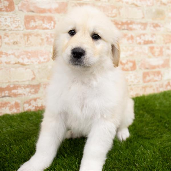 Golden Retriever-Great Pyrenees-DOG-Male-Light Golden-6808-Petland Monroeville, PA