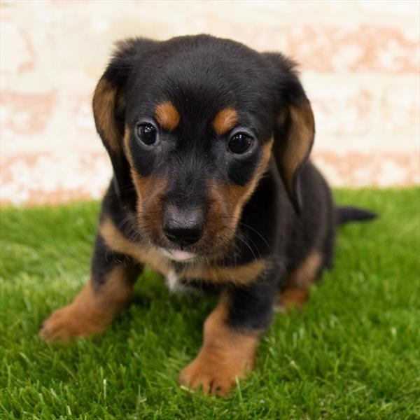 Dachshund-DOG-Male-Black / Tan-6809-Petland Monroeville, PA