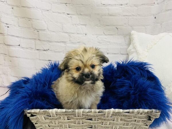 Teddy Bear-DOG-Female-Black / White-6807-Petland Monroeville, PA