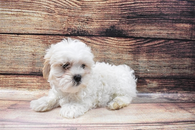 Malshi-DOG-Male-Cream and White-6821-Petland Monroeville, PA