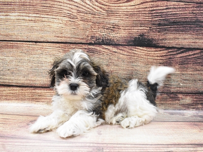 Teddy Bear-DOG-Male-Red and White-6822-Petland Monroeville, PA