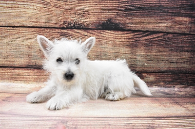 West Highland White Terrier-DOG-Female-White-6824-Petland Monroeville, PA