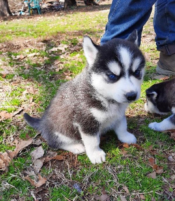 Siberian Husky-DOG-Female-Black / White-6825-Petland Monroeville, PA