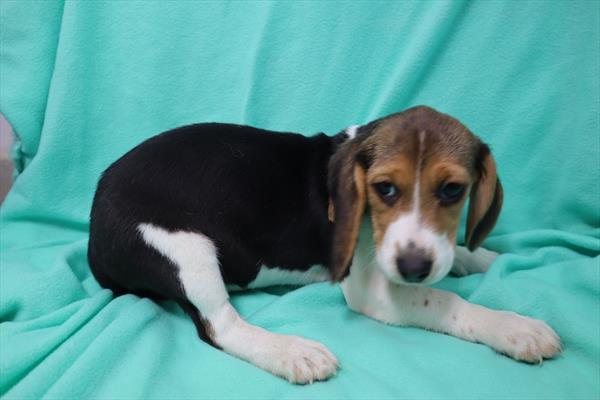 Beagle-DOG-Female-Black White / Tan-6826-Petland Monroeville, PA
