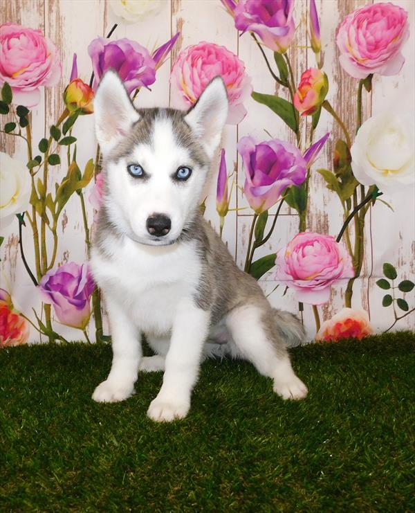Siberian Husky-DOG-Female-Black / White-6827-Petland Monroeville, PA