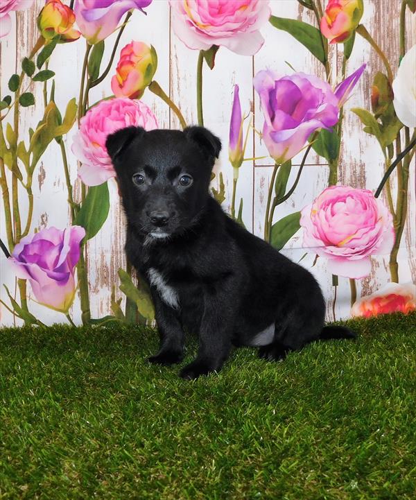 Heeler-Lab-DOG-Female-Black-6828-Petland Monroeville, PA