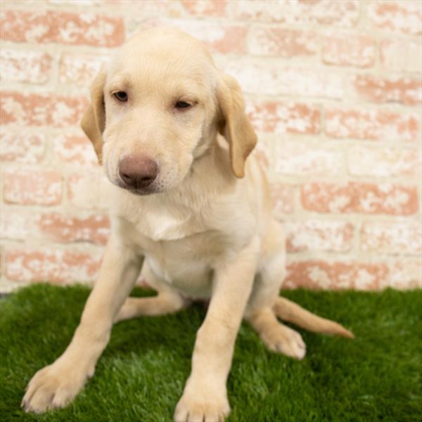 Labrador Retriever-DOG-Female-Yellow-6833-Petland Monroeville, PA