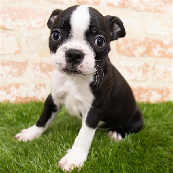 Boston Terrier-DOG-Male-Black / White-6834-Petland Monroeville, PA
