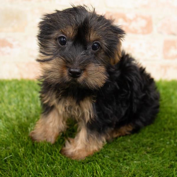 Yorkie-DOG-Female-Black / Tan-6835-Petland Monroeville, PA