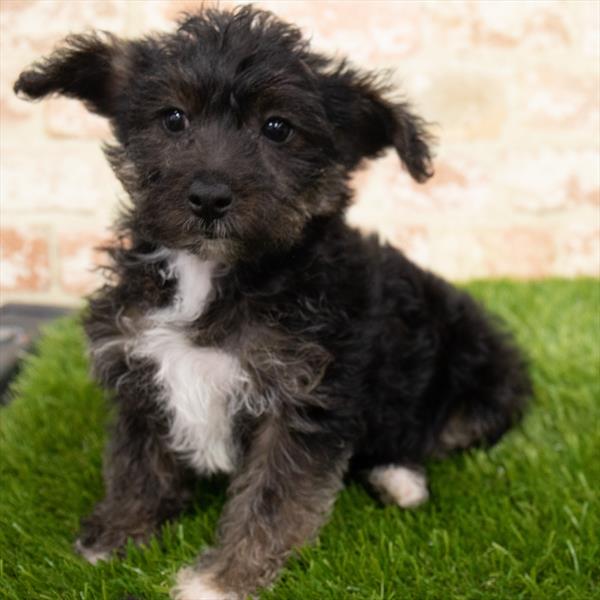 Yorkie-Poo-DOG-Female-Black / Tan-6836-Petland Monroeville, PA