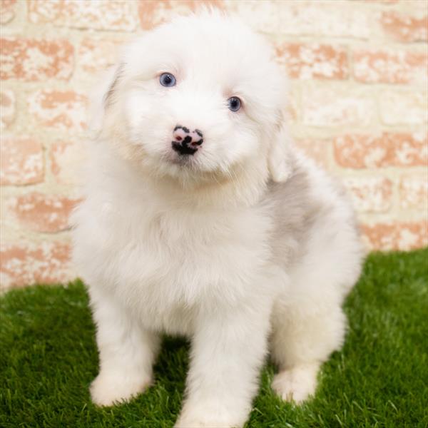Aussiedoodle-DOG-Male-Blue Merle-6837-Petland Monroeville, PA