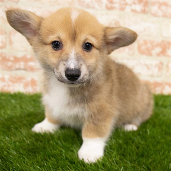 Pembroke Welsh Corgi-DOG-Male-Red Sable-6838-Petland Monroeville, PA