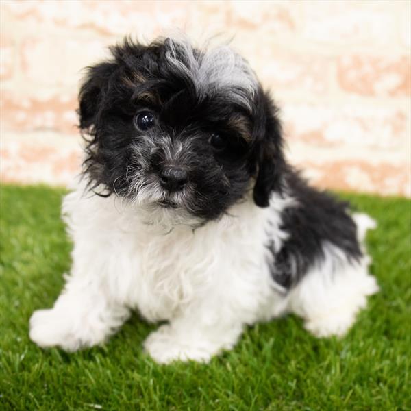 ShizaPoo-DOG-Male-Black / White-6839-Petland Monroeville, PA