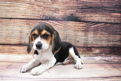 Beagle-DOG-Female-Black White and Tan-6855-Petland Monroeville, PA
