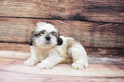 Shih Tzu-DOG-Female-Gold and White-6856-Petland Monroeville, PA