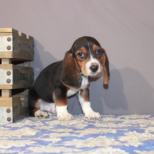 Bagel-DOG-Male-Black White / Tan-6858-Petland Monroeville, PA